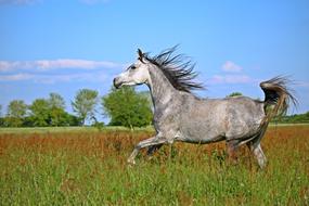 horse running on green grass