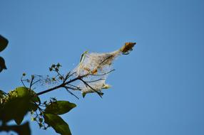 Cocoon Nest Wax Web