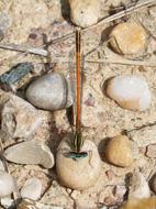 Platycnemis Acutipennis Orange