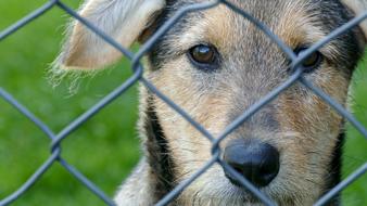 dog behind a wire fence close-up on a blurred background