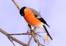 Bullfinch Bird red