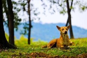 Dog Pretty Cute forest