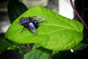 Fly Insect green Leaf