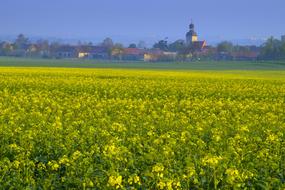 wonderful Rapeseed Field Agriculture