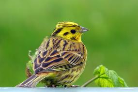 Bird Goldammer green background
