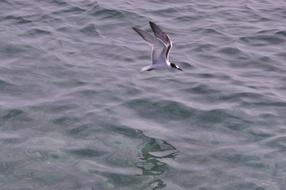 Beautiful and colorful, flying bird, above the water, with the ripple