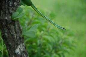 small green Snake on Tree