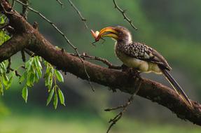 Beautiful and colorful yellow-billed hornbill, eating an insect on the tree branch with green leaves