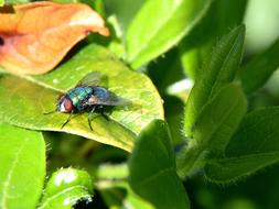 Close Up photo of Fly Insect