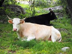 Cows Black and white green grass