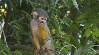 little monkey in the trees