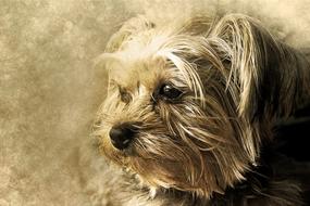 dog animal york shire art vintage