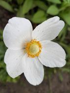 Flowers Spring White