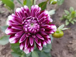 Flowers Spring Dalia