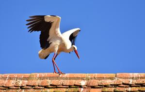 beautiful stork is sitting on a tiled roof
