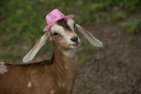 Cute Pink hat Goat