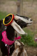 a goat in a funny colored hat