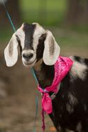 a cute goat with a pink handkerchief