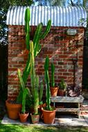 Cactus and Brick Texture