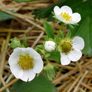 Strawberry Flowers Straw