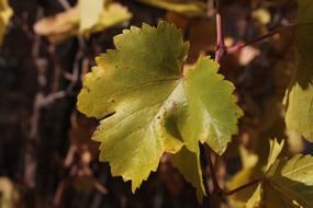 Leaf Grape Green