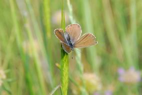 beautiful butterfly in the meadow