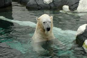 Polar Bear San Diego Zoo