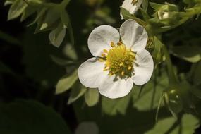 Strawberry Flower White