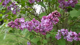 Lilac Flowers Purple