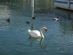swan and ducks in the pond
