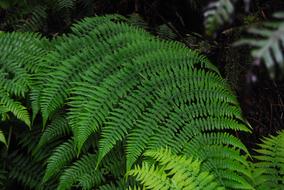 fern leaves on a bush