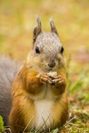 a squirrel eating nuts in a field