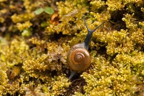 Snail Moss