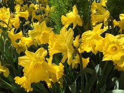 yellow beautiful flower buds