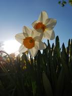 Daffodils Flowers at sunlight in garden