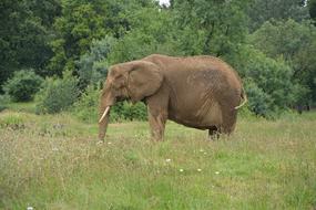 elephant in the savannah in asia