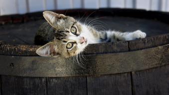 Cat Kitten Wooden