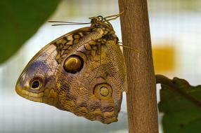 butterfly with large wings and an eye pattern