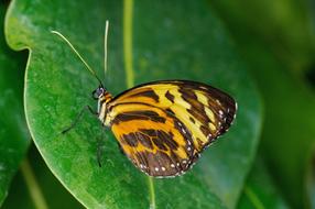 Note-Passion Butterfly
