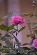 blooming rose on bushes in the garden