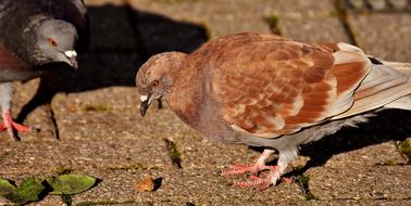 City Pigeons Foraging Dove