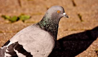 City Pigeon bird orange eye