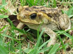 Close-up of the cute and colorful toad, among the green and yellow grass