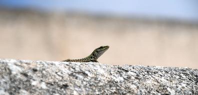 wild Lizard Wall Animal