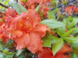 Flowers Spring Azalea