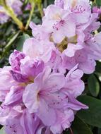 Flowers Spring Rhododendron