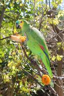 Tropical Parrot Bird on tree