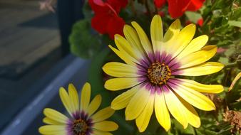 Spring Flowers The See Super