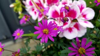 Spring Flowers