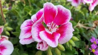 spring flowers are fragrant